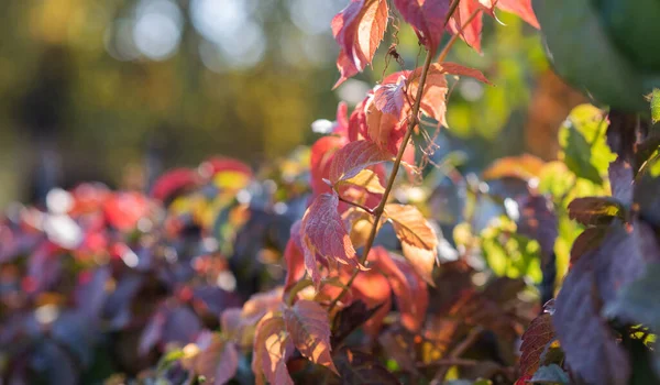 Prachtig Herfstlandschap Met Gele Rode Bladeren Bomen Zon Kleurrijk Blad — Stockfoto