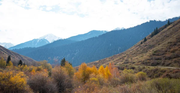 Όμορφο Φθινοπωρινό Απόγευμα Στα Βουνά Δέντρα Στην Άκρη Ενός Λόφου — Φωτογραφία Αρχείου
