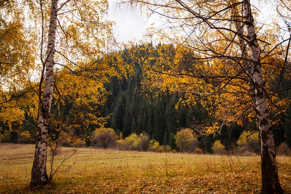 Φθινόπωρο Τοπίο Όμορφα Χρωματιστά Δέντρα Υπέροχο Σκηνικό Χρώμα Στη Φύση — Φωτογραφία Αρχείου