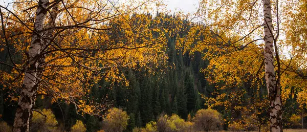 Őszi Háttér Táj Sárga Színű Vörös Narancssárga Lombozat Őszi Erdőben — Stock Fotó