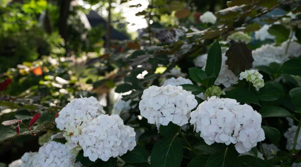 Weiße Hortensienblüte Morgengarten Und Grüner Hintergrund — Stockfoto