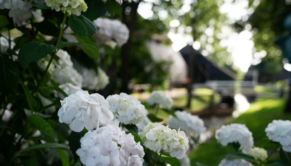 Vit Hortensia Blomma Morgon Trädgård Och Grön Bakgrund — Stockfoto
