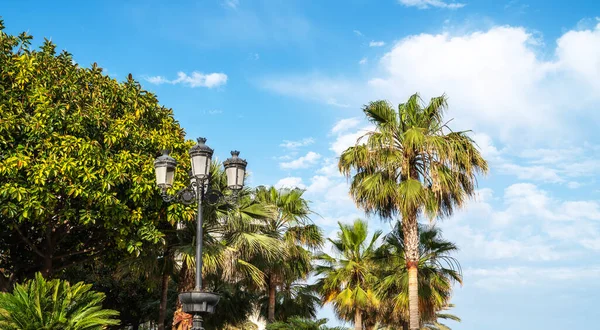 棕榈树映衬蓝天 热带海岸的棕榈树椰树夏树椰子树 美丽的热带背景 — 图库照片