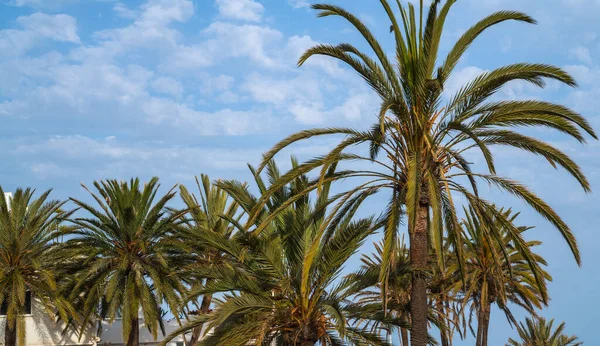 棕榈树映衬蓝天 热带海岸的棕榈树椰树夏树椰子树 美丽的热带背景 — 图库照片