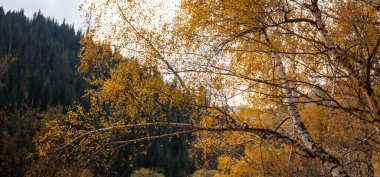 Sonbahar manzarası güzel renkli ağaçlar. Manzaralı bir fon. Doğadaki renk.