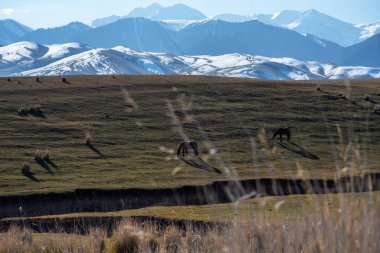 Atlar çayırlarda karlı arka planda otluyor. Güzel at sürüsü. Gürcistan 'daki Büyük Kafkasya Dağları' nın yakınındaki sıradağlara bakın..