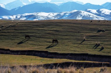 Atlar çayırlarda karlı arka planda otluyor. Güzel at sürüsü. Gürcistan 'daki Büyük Kafkasya Dağları' nın yakınındaki sıradağlara bakın..