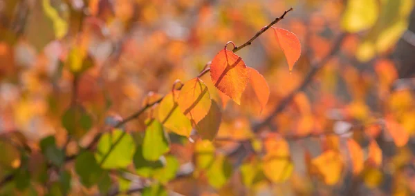 Prachtig Herfstlandschap Met Gele Rode Bladeren Bomen Zon Kleurrijk Blad — Stockfoto