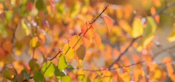 Όμορφο Φθινοπωρινό Τοπίο Κίτρινα Και Κόκκινα Φύλλα Δέντρα Και Ήλιο — Φωτογραφία Αρχείου