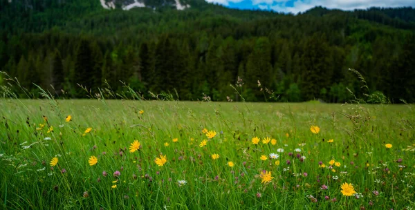 Dzikie Wiosenne Kwiaty Górach Przyrodzie Naturalny Krajobraz Kwiatami Miękkie Selektywne — Zdjęcie stockowe