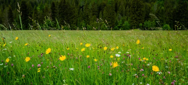 Doğadaki Dağlarda Yabani Bahar Çiçekleri Çiçekli Doğal Manzara Yumuşak Seçici — Stok fotoğraf