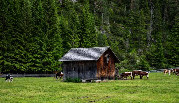 stock image Cow farm in a mountain valley. Cows on mountain cow farm. Cow farm in mountains.