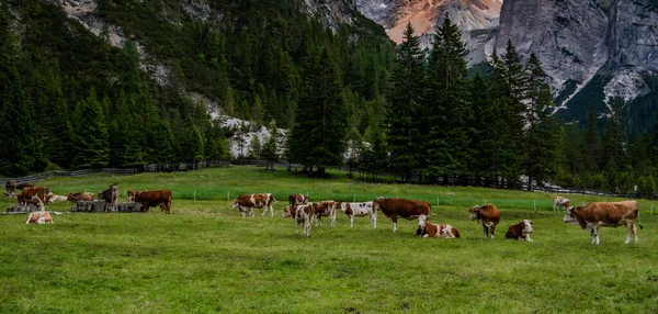 Switzerland landscape panorama with mountains and green hills. Beautiful mountain landscape. The Farm and pasture for cows in the Swiss mountains. Herd of cows grazing on alpine meadow in summer.