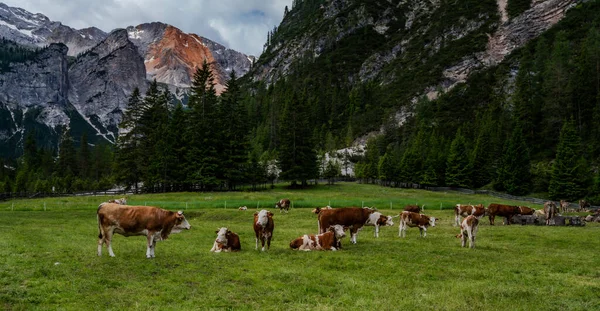瑞士风景秀丽 山青水秀 美丽的山景 瑞士山上的农场和奶牛牧场 夏天成群的奶牛在高山草甸上吃草 — 图库照片