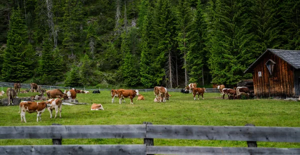 Švýcarsko Krajina Panorama Horami Zelené Kopce Nádherná Horská Krajina Farmu — Stock fotografie