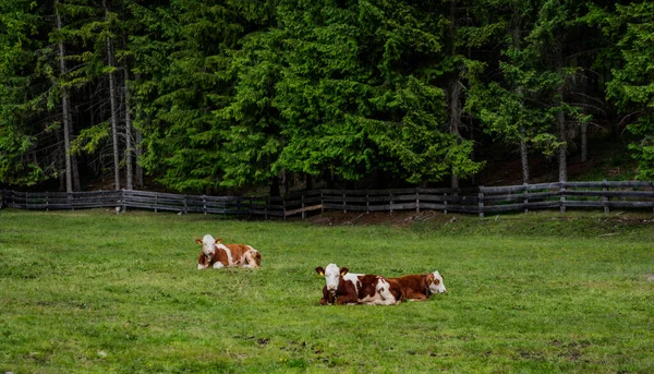 瑞士风景秀丽 山青水秀 美丽的山景 瑞士山上的农场和奶牛牧场 夏天成群的奶牛在高山草甸上吃草 — 图库照片