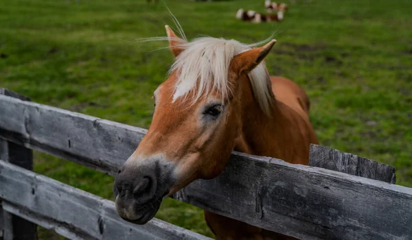 Cavalo Marrom Atrás Uma Cerca Madeira — Fotografia de Stock