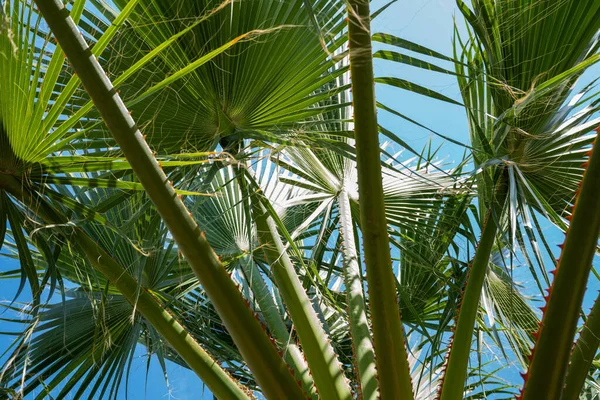 青い空に対してヤシの木 熱帯海岸 ヤシの木 夏の木でヤシの木 ヤシの木 美しい熱帯の背景 — ストック写真