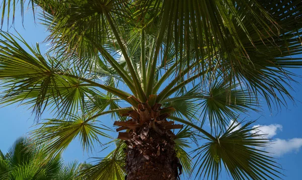 青い空に対してヤシの木 熱帯海岸 ヤシの木 夏の木でヤシの木 ヤシの木 美しい熱帯の背景 — ストック写真