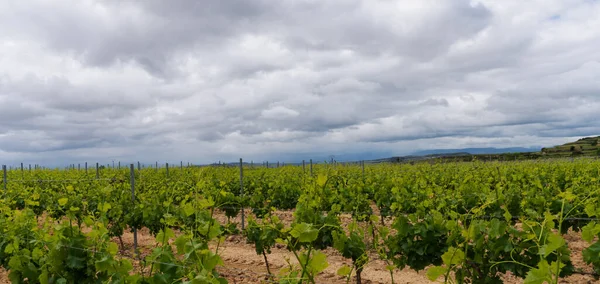 Vinodling Rioja Med Berg Och Mulen Himmel Spanien — Stockfoto