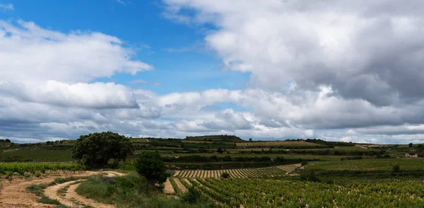 Viñedo Rioja Con Montañas Cielo Nublado España — Foto de Stock