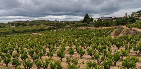 Vinodling Rioja Med Berg Och Mulen Himmel Spanien — Stockfoto