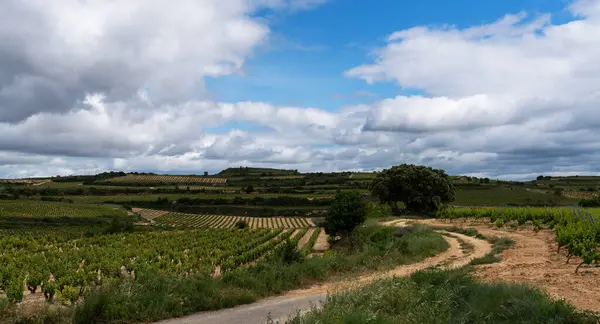 Viñedo Rioja Con Montañas Cielo Nublado España — Foto de Stock