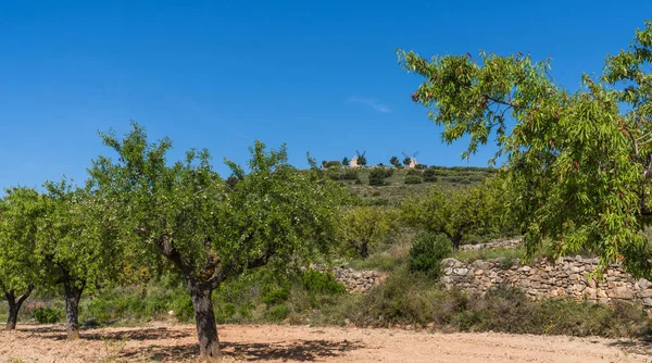 Typiska Gamla Spanska Väderkvarnar Kullen Omgiven Ett Grönt Landskap Spanien — Stockfoto