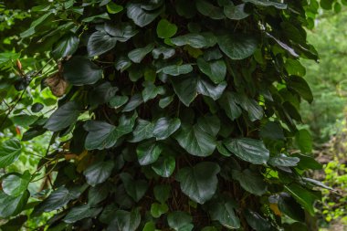 Yeşil yaprakların arka planına karşı doğanın yakın görüntüsü. Doğa konsepti, tropikal yaprak. Soyut yeşil, doğa dokusunu terk eder..