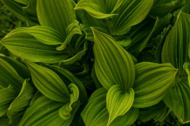 Yeşil yapraklı arka plan, doğal arka plan. Yağmur damlalı tropik yapraklar, soyut yeşil yaprak dokusu, doğa arka planı.