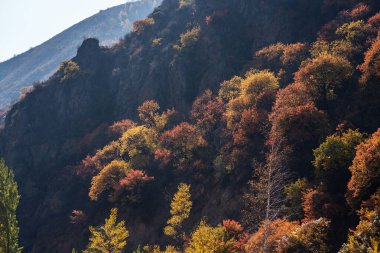 Ağaçlı güzel sonbahar manzarası. Renkli yapraklar. Güzel sonbahar yaprakları mevsimi. Renkli sonbahar yaprakları yeşil, sarı, turuncu, kırmızı. Doğal arkaplan.
