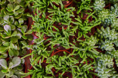 Çeşitli renklerde sulu bitkilerin toplanması. Tencerede sulu bir bahçe. Üst görünüm.