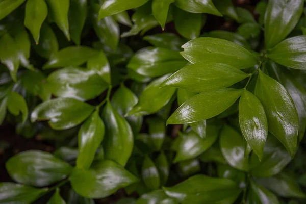 Detailní Pohled Přírodu Pozadí Zelených Listů Příroda Koncept Tropický List — Stock fotografie