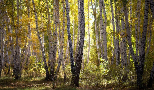Eine Malerische Landschaft Mit Einer Angenehm Warmen Sonne Herbstliche Waldlandschaft — Stockfoto