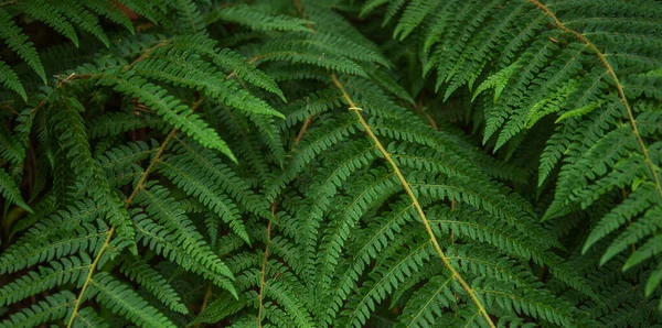 Вид Природу Крупним Планом Тлі Зеленого Листя Концепція Природи Тропічний — стокове фото