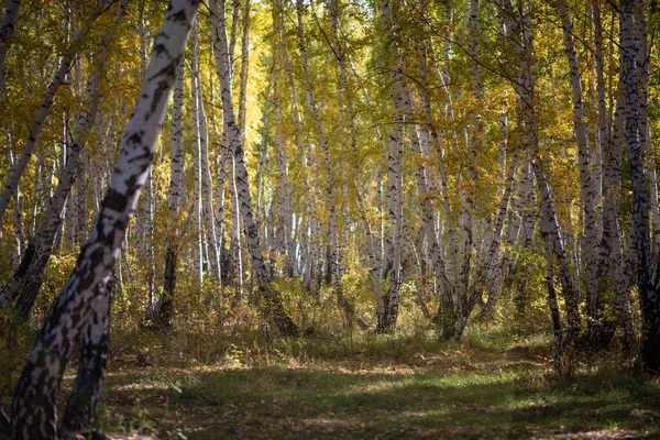 Hoş Sıcak Bir Güneşi Olan Pitoresk Bir Manzara Sonbahar Orman — Stok fotoğraf