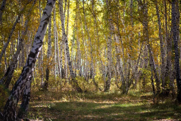 Живописный Пейзаж Приятным Теплым Солнцем Осенний Лесной Пейзаж Солнечным Светом — стоковое фото