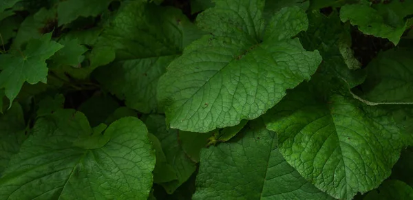 Stock image A close-up view of nature against a background of green leaves. Nature concept, tropical leaf .Abstract green leaves nature texture background.