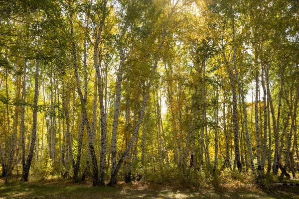 Malebná Krajina Příjemným Teplým Sluncem Podzimní Lesní Krajina Slunečním Světlem — Stock fotografie