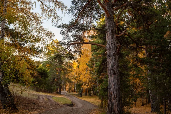 Piękny Jesienny Las Kolorowy Krajobraz Drzewami Żółtymi Zielonymi Liśćmi Krajobraz — Zdjęcie stockowe