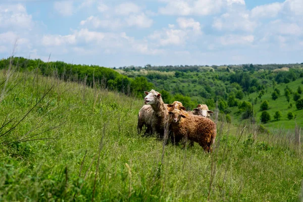 Ovce Louce Zelené Trávě Krajina Letní Krajiny Skupina Ovcí Pasoucích — Stock fotografie