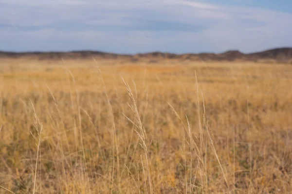 草原上覆盖着干枯的黄草和遥远的小山 蓝天上的白云 纳米比亚的沙漠 炎热的一天 前往非洲旅行 — 图库照片