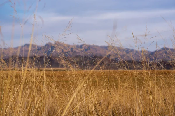 Landscape Tibetan Plateau Yellow Wild Grass Backdrop Mountain Range Amazing — Zdjęcie stockowe