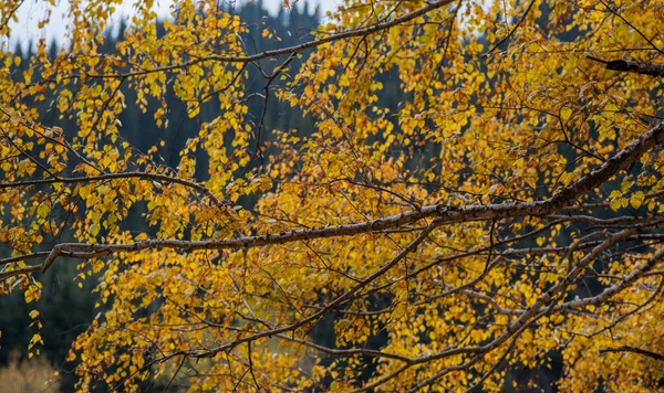 Schöne Herbstlandschaft Mit Gelben Bäumen Und Sonnenschein Buntes Laub Park — Stockfoto