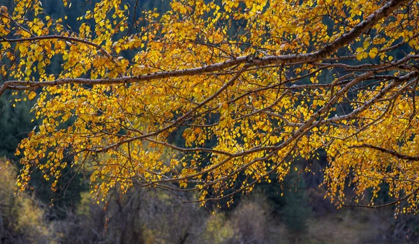Schöne Herbstlandschaft Mit Gelben Bäumen Und Sonnenschein Buntes Laub Park — Stockfoto