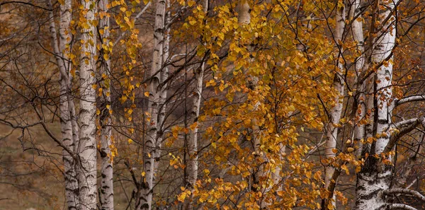 Gyönyörű Őszi Táj Fákkal Színes Lombozat Gyönyörű Őszi Levelek Évszaka — Stock Fotó