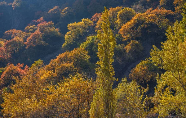 Piękny Jesienny Krajobraz Drzewami Kolorowe Liście Sezon Pięknych Jesiennych Liści — Zdjęcie stockowe