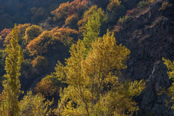 Piękny Jesienny Krajobraz Drzewami Kolorowe Liście Sezon Pięknych Jesiennych Liści — Zdjęcie stockowe