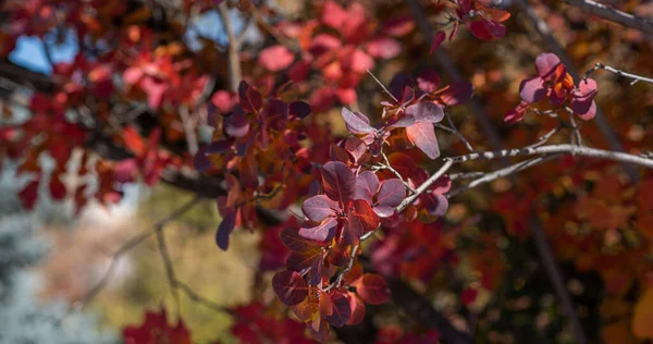 美丽的秋天 绿树成荫 多彩的叶子 美丽秋天的叶子 五彩缤纷的秋天树叶绿 自然背景 — 图库照片