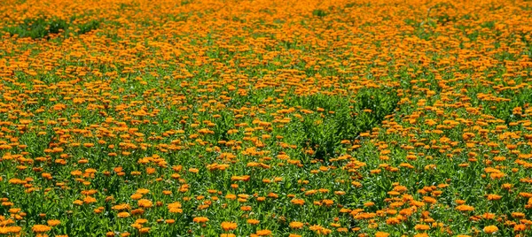 Landscape of marigold flower in field. Bright Yellow Marigold flower plantation on background.